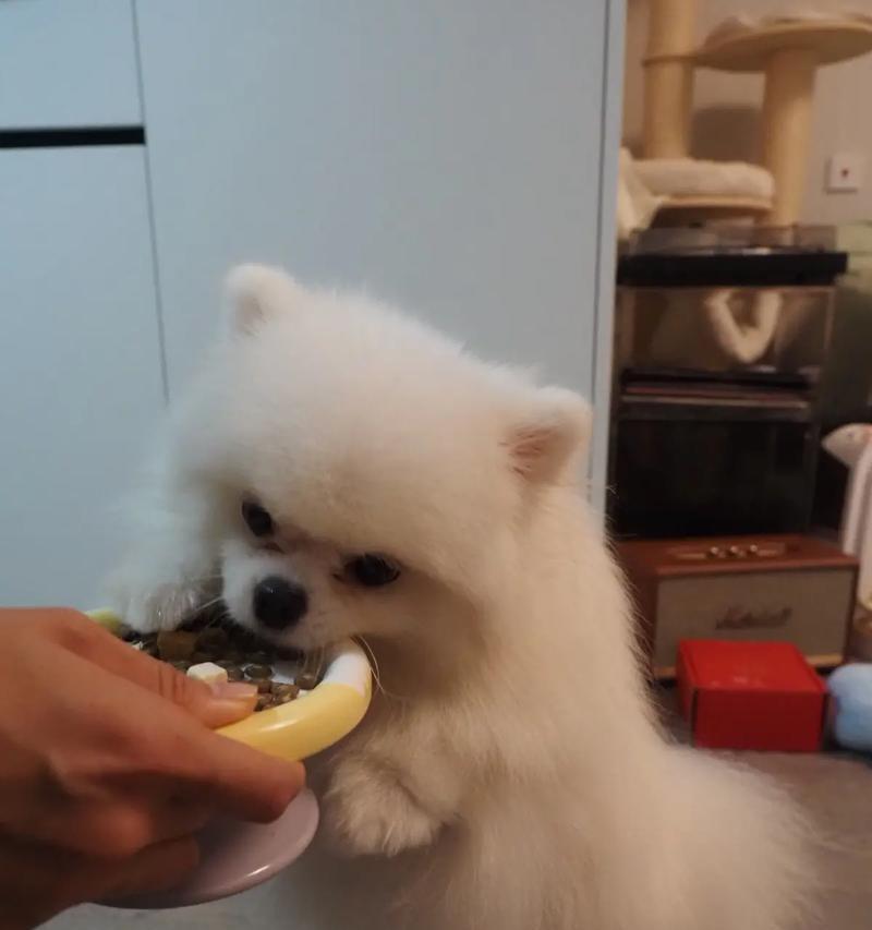 博美的饮食需求及合理喂养方法（打造健康活力的博美伙伴）