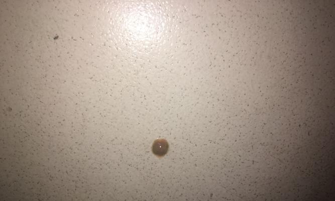 小金毛便秘怎么办？专家推荐的有效药物解决方案