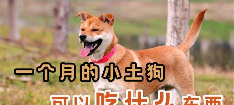 小土狗的饮食秘籍（以半月的小土狗吃什么好？）