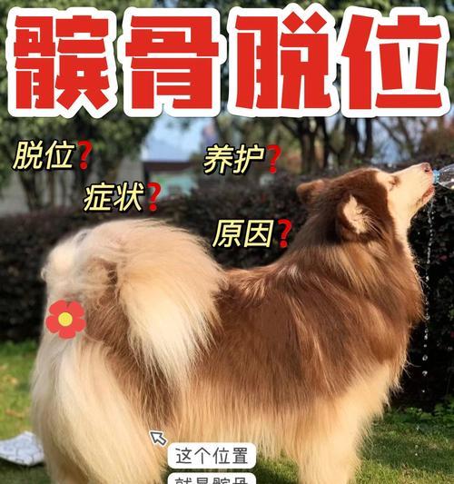为什么狗狗会掉毛？（探究狗狗掉毛的原因及应对方法）