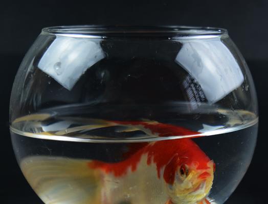 金鱼鱼缸的水草选择指南（为金鱼提供理想栖息环境的关键—适宜的水草选择）