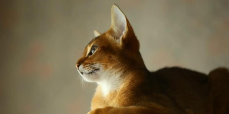 小猫耳朵的象征意义（探究小猫耳朵在文化中的多重含义）