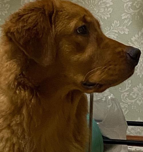 金毛犬使用消炎药的禁忌和注意事项（避免给金毛犬使用以下消炎药物，）
