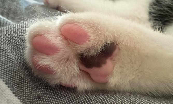 解析猫脚下的肉垫（揭秘猫脚掌的神奇肉垫，守护猫咪的生存之道）