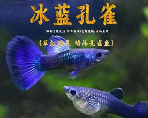孔雀鱼下鱼的饲养技巧与注意事项（打造理想的孔雀鱼鱼群，提供适宜的生活环境）