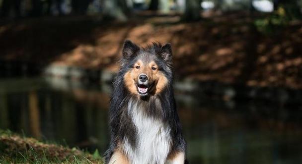 英国大型犬的魅力与特点（了解英国大型犬的种类与特征，选择适合自己的伴侣犬）