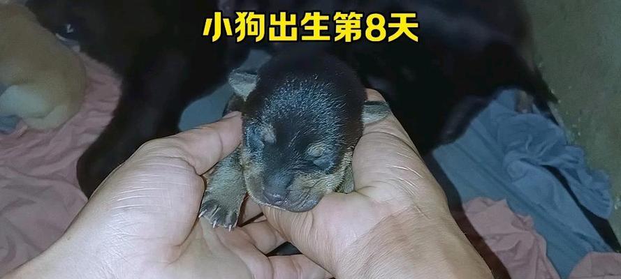土狗幼犬健康护理指南（一月龄土狗幼犬药物保健品使用指南）