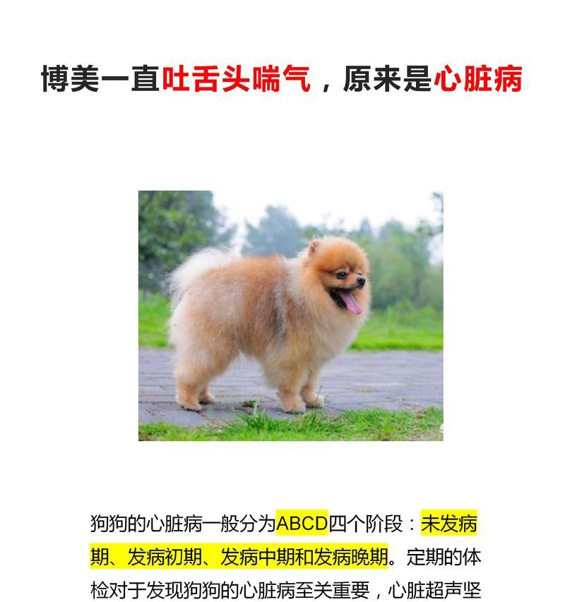 狗狗呕吐无食物，该如何治疗？（选择合适的药物是关键）