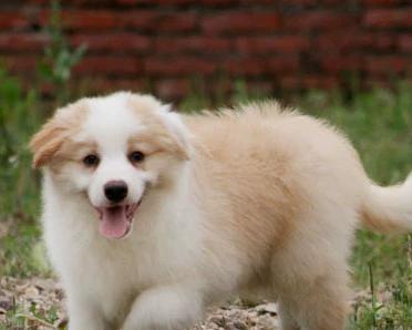 牧羊犬狗的健康饮食指南（了解你的宠物，满足它的营养需求）
