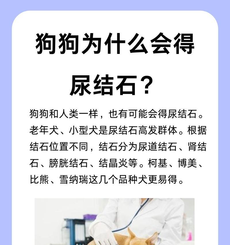 狗的尿量大的原因及管理方法（了解狗为什么尿量大，让你的生活更便利）