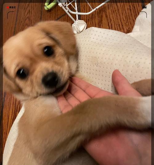狗的兴奋之谜（解析狗为何兴奋不已）