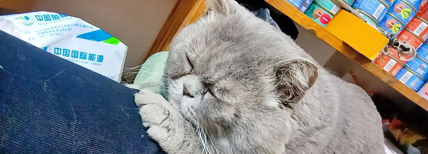 揭秘猫腿颤抖的原因（探索猫腿颤抖现象背后的奥秘）