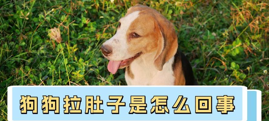 狗夏天拉肚子的原因及预防措施（科学饮食和合适的环境是关键！）