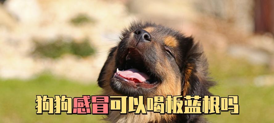 如何识别幼犬感冒的症状？（幼犬感冒需要引起重视的六大症状）