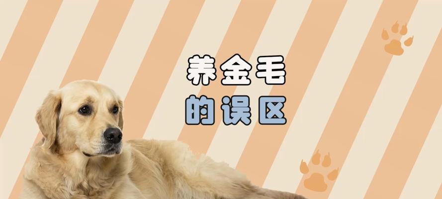 关于五个月大金毛犬的重要注意事项（了解五个月大金毛的行为和健康需谨慎）