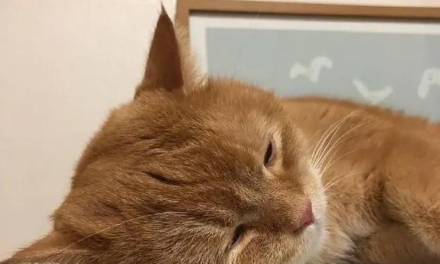 了解猫胃肠炎的症状及治疗方法（宠物猫常见的胃肠炎症状以及预防措施）