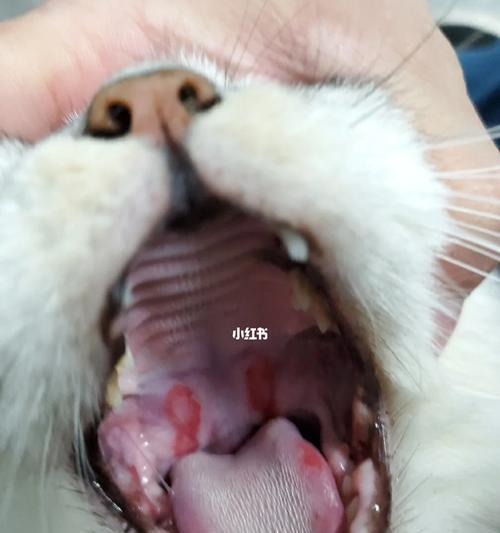探讨猫咪肺炎的症状表现（了解猫咪肺炎的迹象与治疗方法）