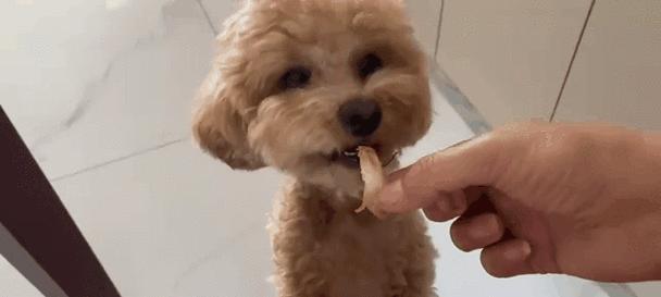 以泰迪狗幼犬可以吃什么药？（了解适用于泰迪狗幼犬的药物及用途）