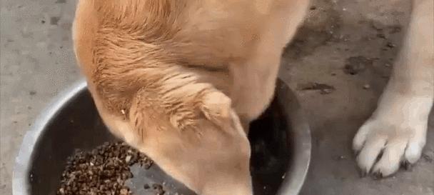 比熊的饮食要点（为您解答比熊吃什么食物最佳选择）