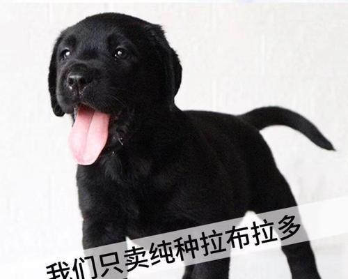 拉不拉多犬的饮食需求与健康养护（从幼犬到成年犬，全面了解拉不拉多犬的饮食需要）