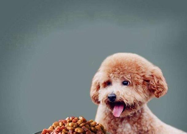 一岁泰迪宝宝应该吃哪些水果？（为宠物犬选择适合的水果饮食，让泰迪健康成长）