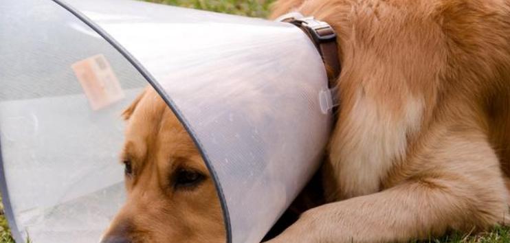 狗得荨麻疹的原因（解析狗犬荨麻疹发生的因素及预防措施）
