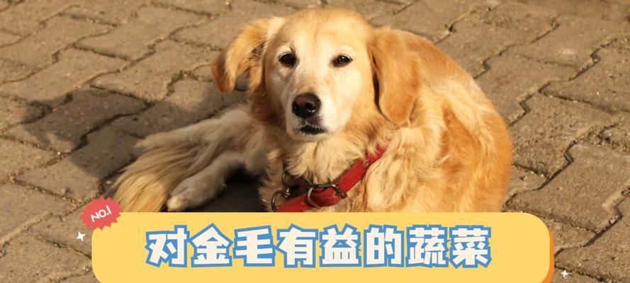 金毛腿断了，吃什么好？（针对金毛腿断的情况，有哪些食物能提供必要的营养？）