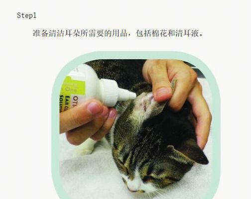 小猫耳朵出油该如何处理？（解决小猫耳朵出油问题的方法与药物推荐）