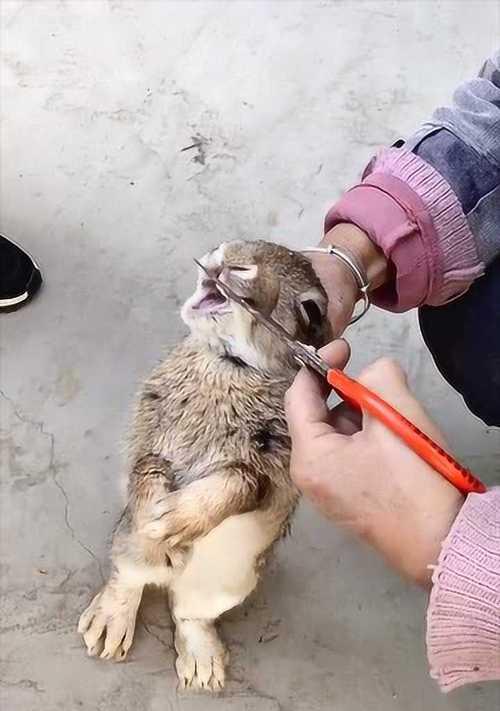兔子牙齿断了，喂什么意思？（养兔小百科，给兔子提供适宜食物的建议与注意事项）