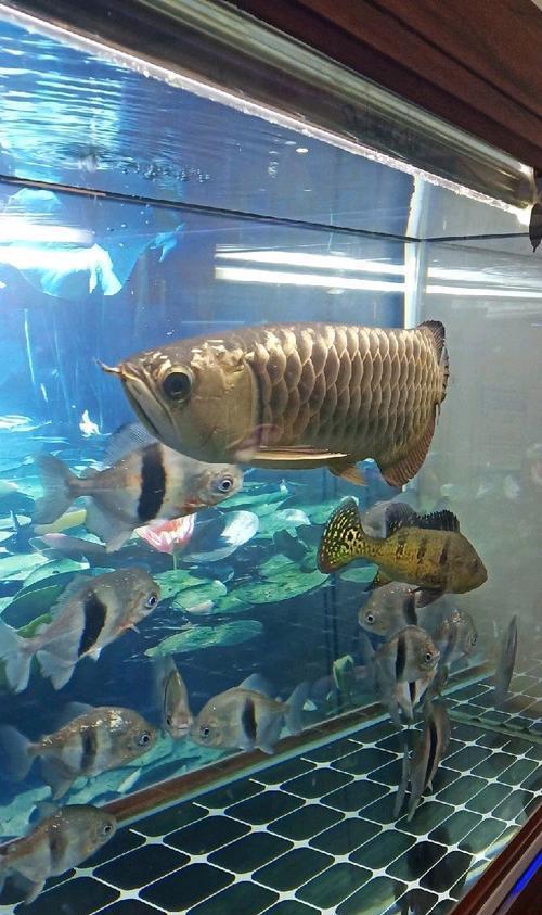 野生地图鱼的食物选择与饲养技巧（以多样性和均衡为原则，为野生地图鱼提供合适的食物）