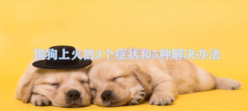 如何缓解狗狗上火问题（药物治疗对狗狗上火有何帮助）