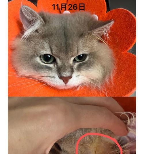 猫的耳朵上的作用及原因（揭秘猫耳朵的奥秘，为什么它们如此重要？）