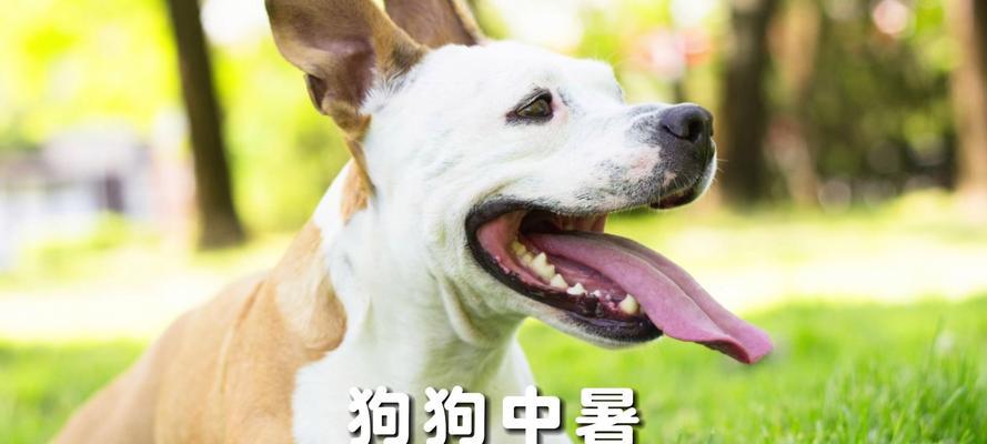 狗狗中暑的症状与预防措施（了解狗狗中暑的表现及如何保护你的宠物）
