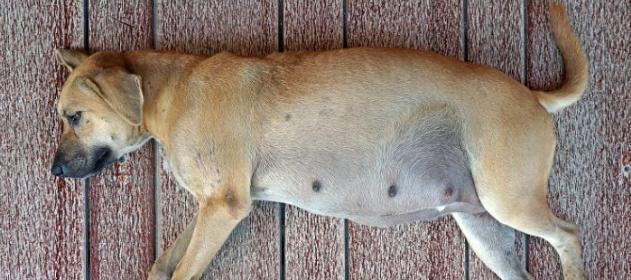 狗狗怀孕注意事项（禁食与药物避免）