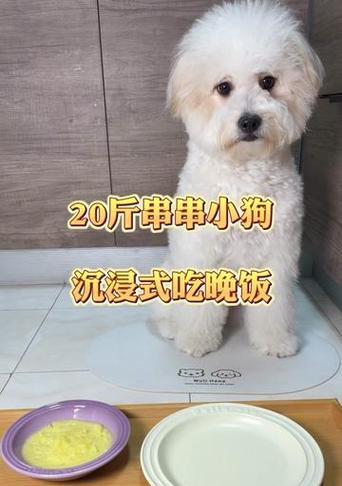 以泰迪狗可以吃什么东西？（泰迪狗的饮食需求及合适食物推荐）