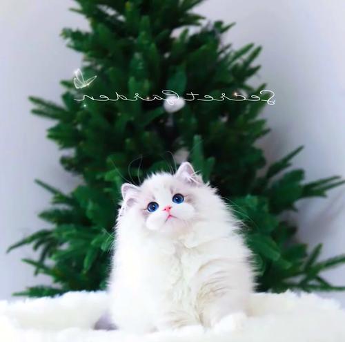 猫咪拉稀的原因及应对方法（探究猫咪拉稀的主要因素以及有效防治方法）