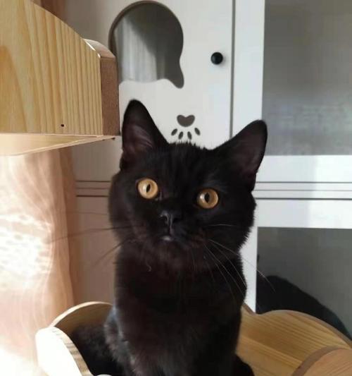 黑猫出没（黑猫的神秘主宰色彩与象征意义）