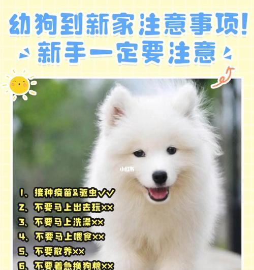 冬天养狗的注意事项（寒冷季节犬类保健与护理）