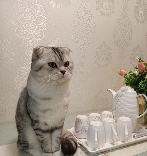 解密折耳立耳猫的特征与起源（探究折耳立耳猫的遗传机制与品种发展）