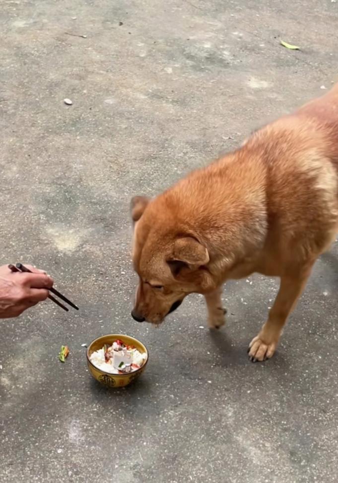 狗狗的肉食之旅（探索为何有些狗狗只吃肉的奥秘）