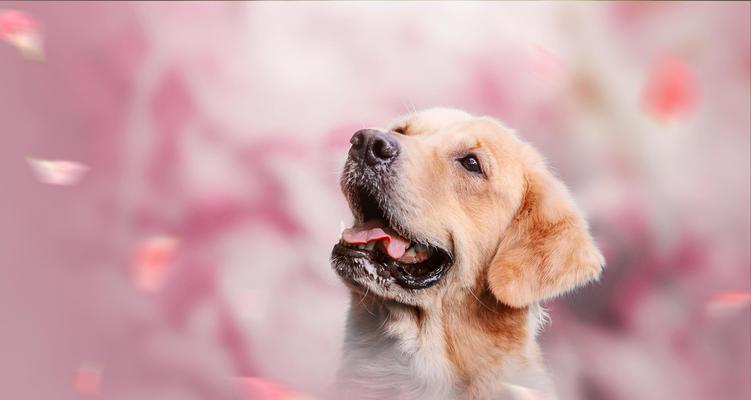 苏格兰牧羊犬（探索苏格兰牧羊犬为何在现代社会中少见）