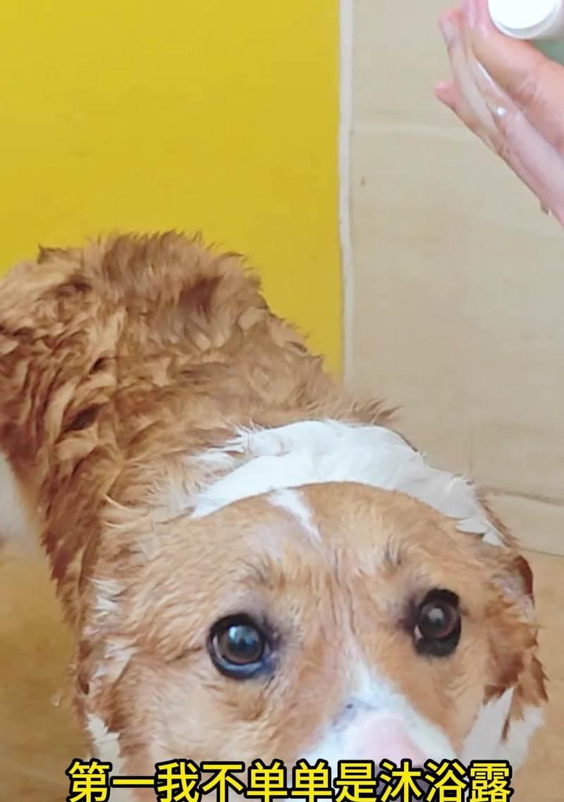 普罗特猎犬的狩猎历史（揭秘普罗特猎犬最初的狩猎目标）