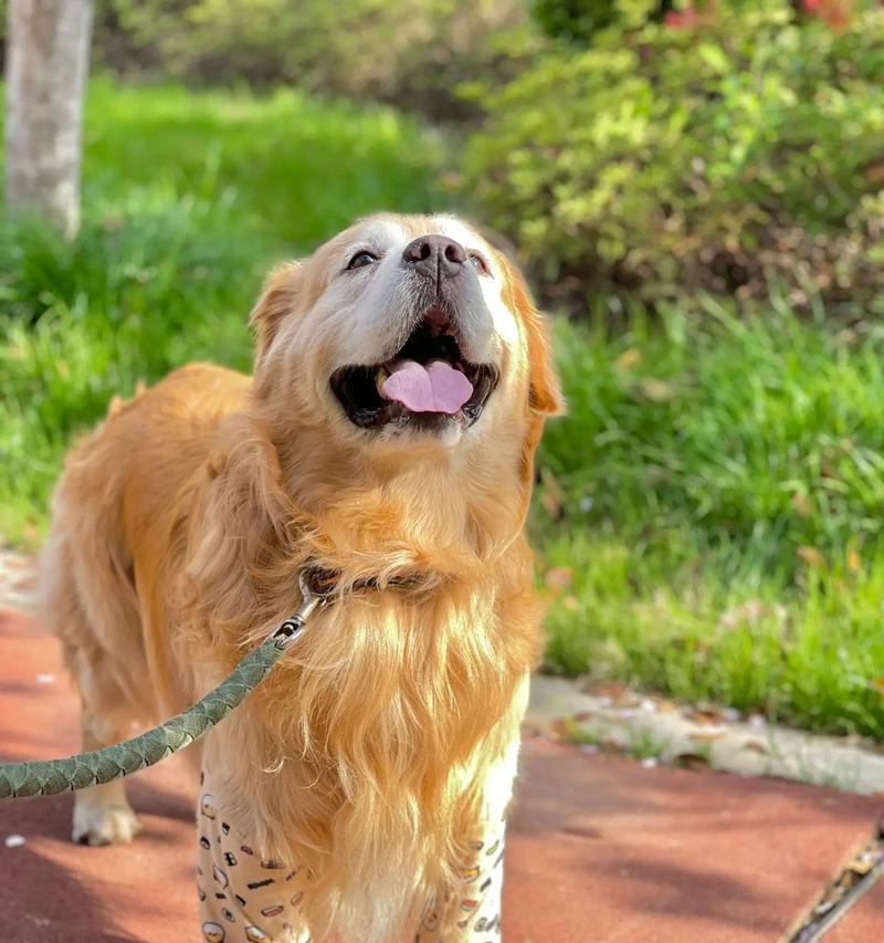 金毛幼犬喜欢玩什么样的游戏？（探索金毛幼犬喜欢的玩耍方式）