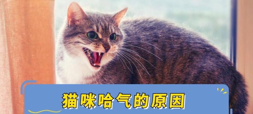 空调房狗狗为何一直哈气？（探究空调环境对狗狗呼吸的影响）