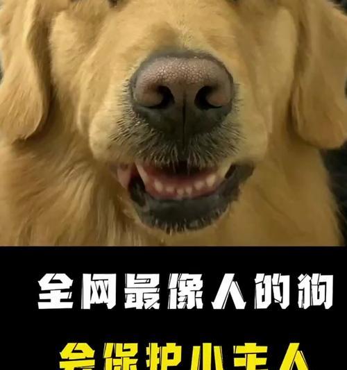 狗的叫声揭示的意义（狗叫的种类及其对人类的影响）