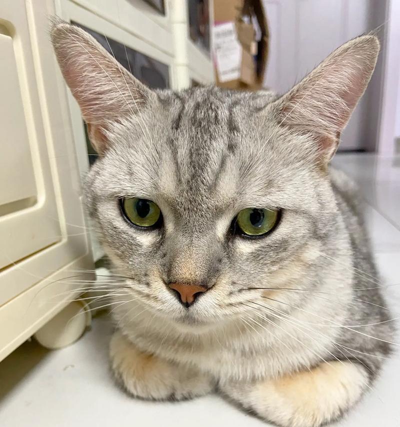 猫为什么天生会使用猫砂？（揭秘猫咪使用猫砂的原因与机制）