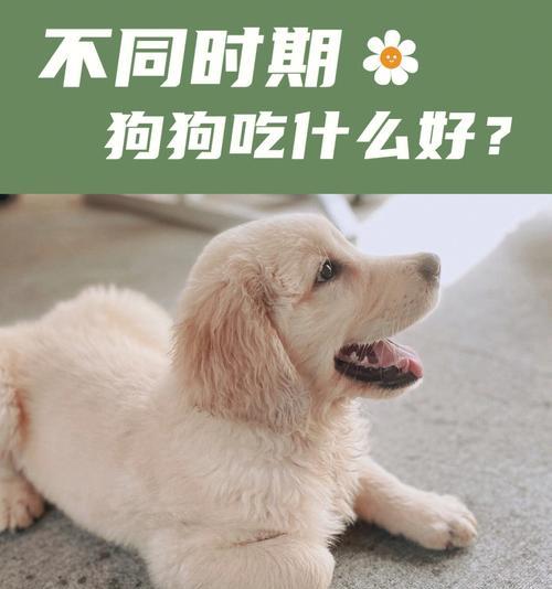 2个月小狗的主要食物（为您解析2个月小狗的饮食需求）
