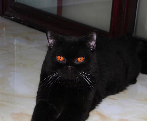 黑色神秘之美——揭秘黑猫的传奇（黑猫的迷人魅力与养育之道）