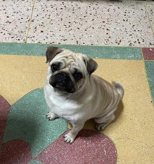 为什么会有巴哥犬断尾现象？（探究巴哥犬断尾的原因及影响）