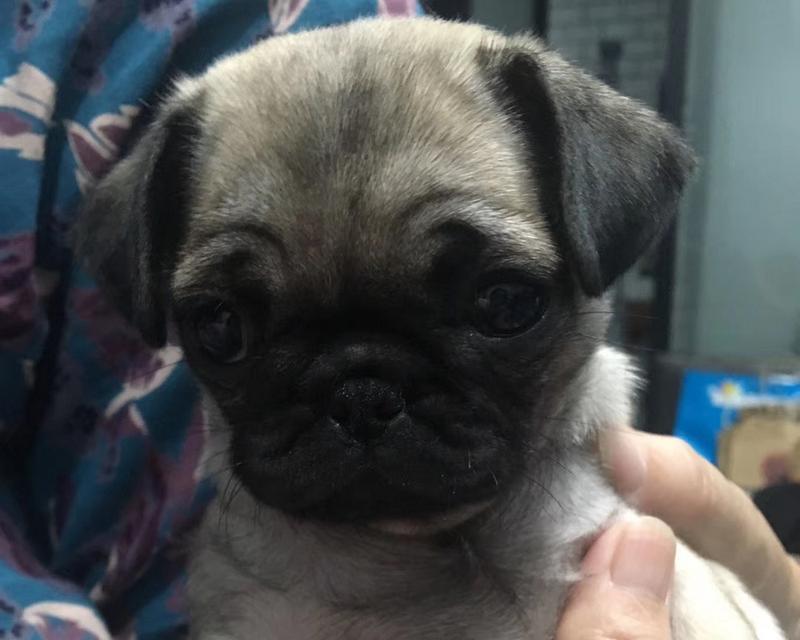 养巴哥犬的注意事项（打造健康快乐的巴哥犬生活）